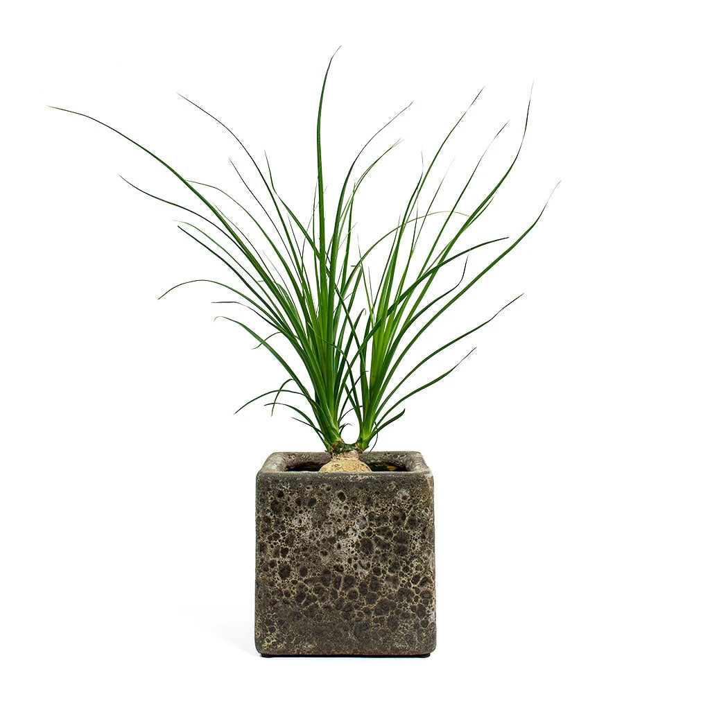 Beaucarnea - Pony Tail Palm - Orb - Image 6