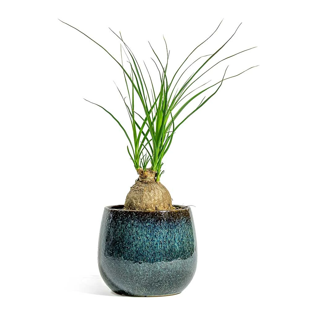 Beaucarnea - Pony Tail Palm - Orb - Image 3