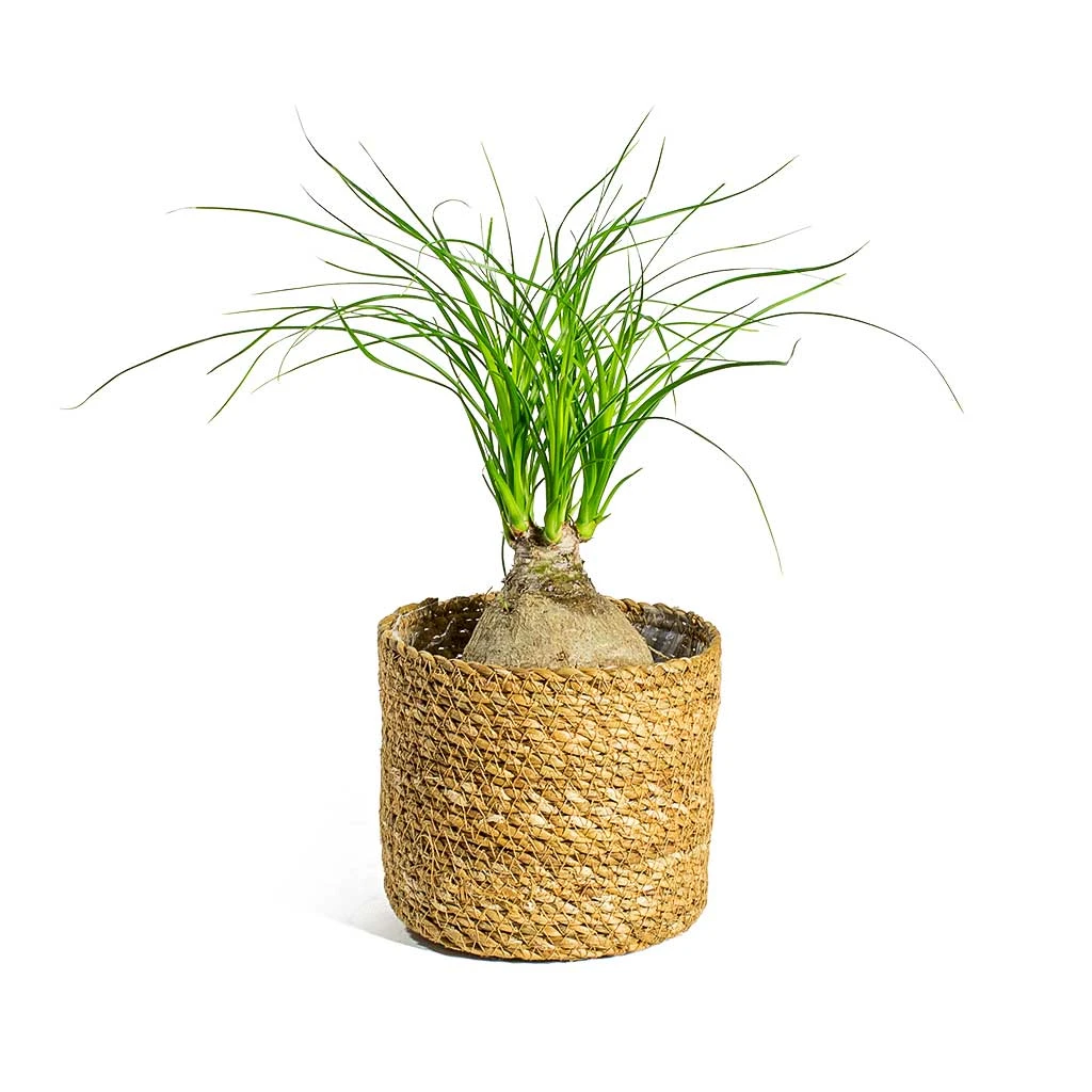 Beaucarnea - Pony Tail Palm - Orb - Image 5