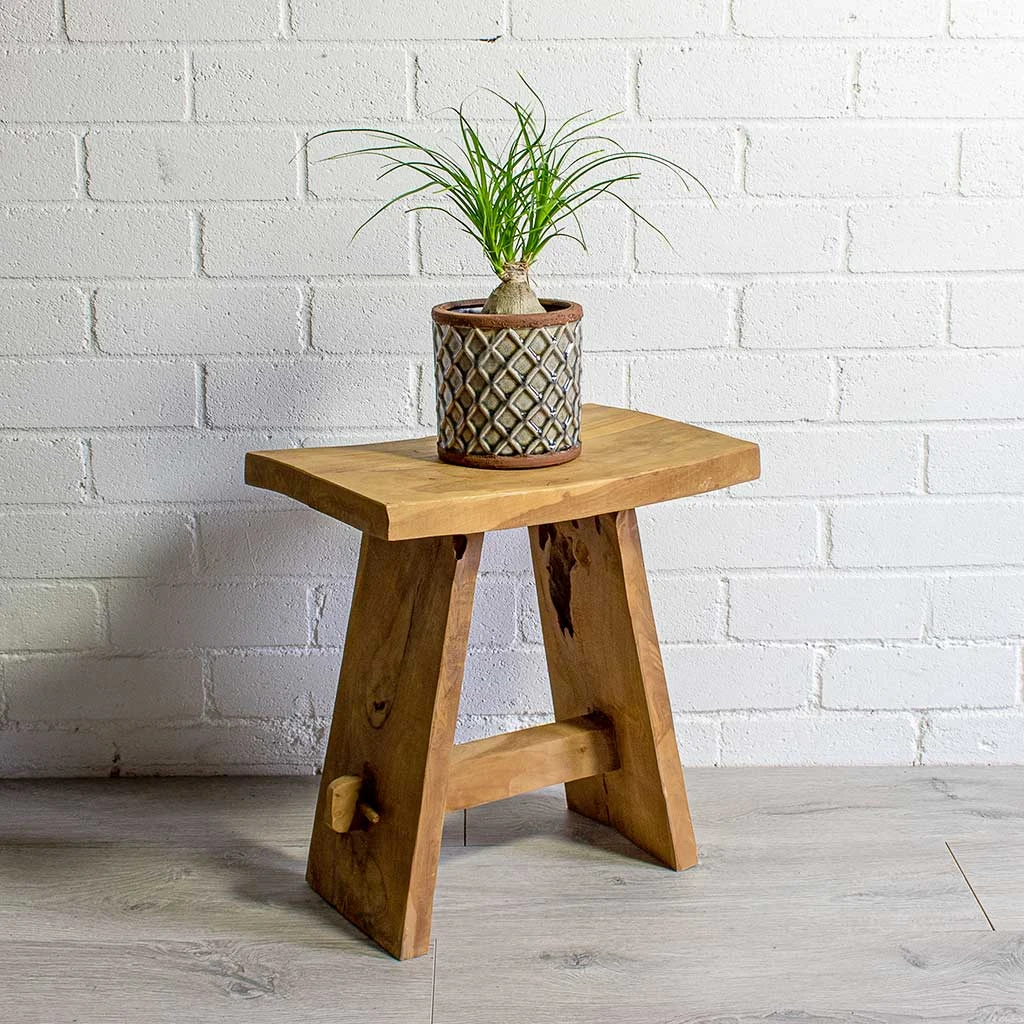 Beaucarnea - Pony Tail Palm - Orb - Image 7