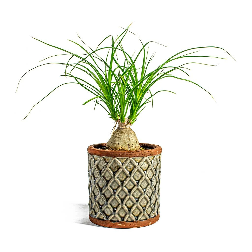 Beaucarnea - Pony Tail Palm - Orb - Image 4
