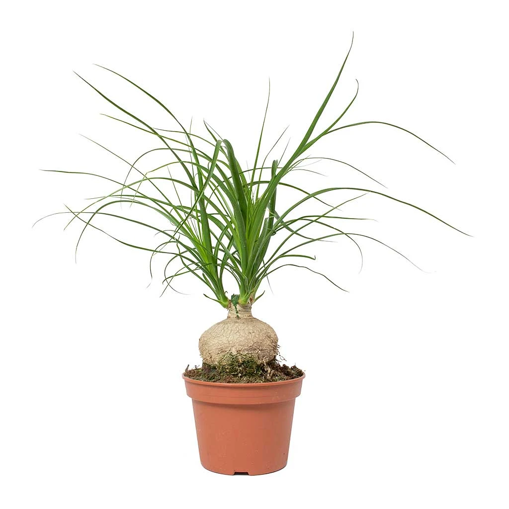 Beaucarnea - Pony Tail Palm - Orb - Image 2