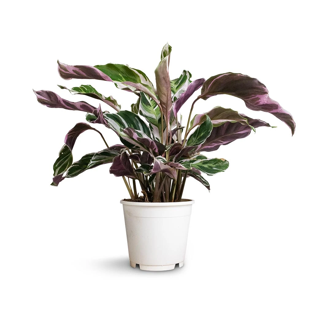 Calathea Fusion White - Image 3