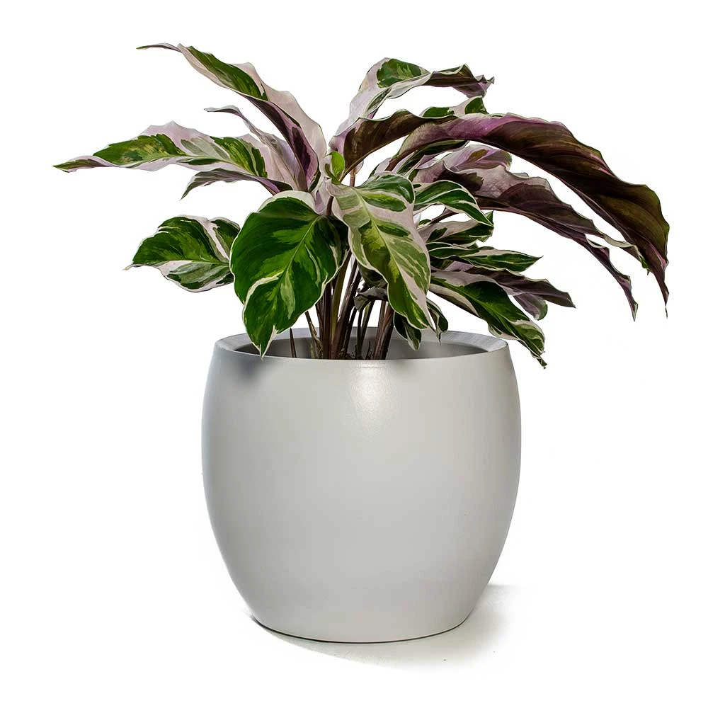 Calathea Fusion White - Image 10