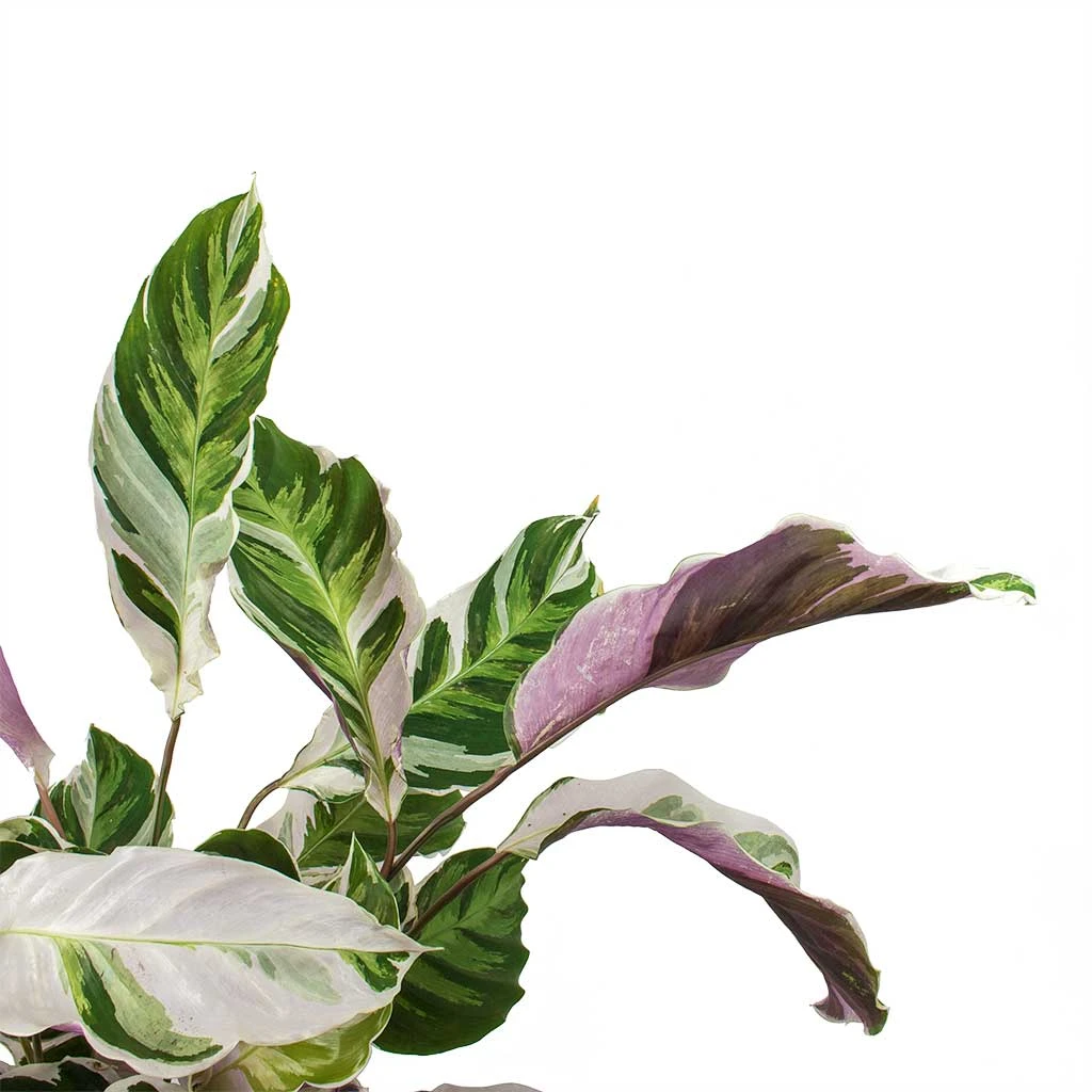 Calathea Fusion White - Image 4