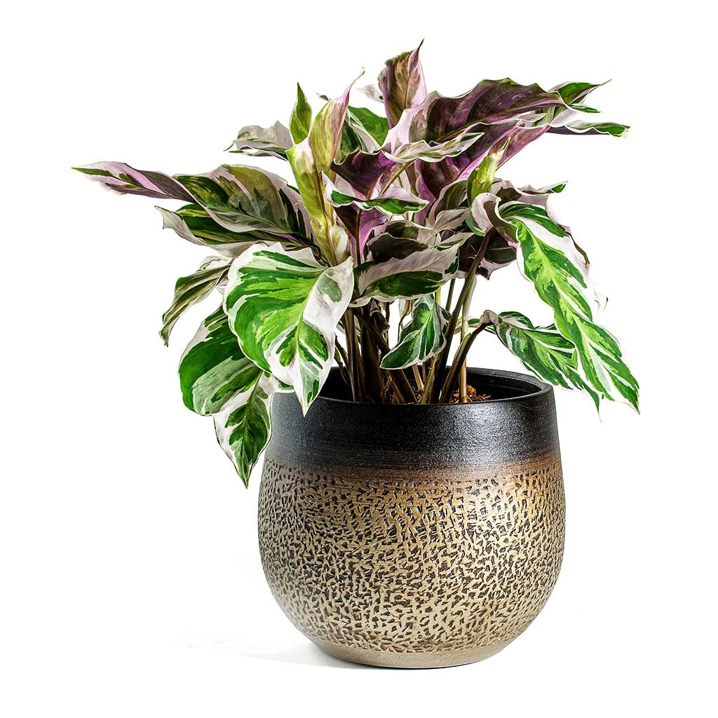 Calathea Fusion White - Image 8