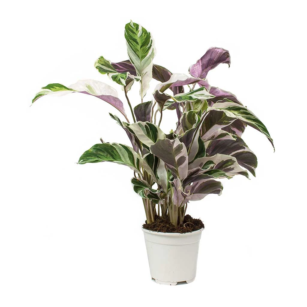 Calathea Fusion White - Image 7