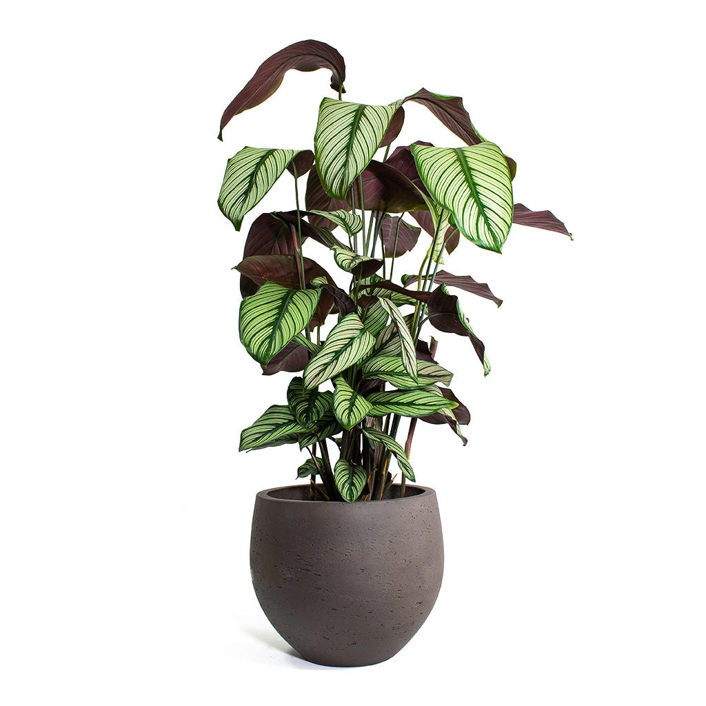 Calathea Majestica White Star - Image 4