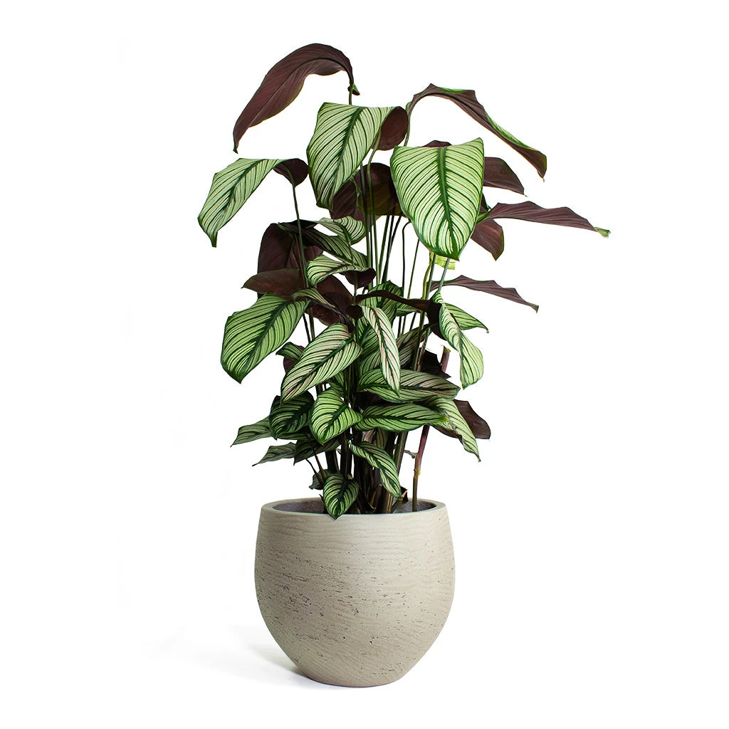 Calathea Majestica White Star - Image 6