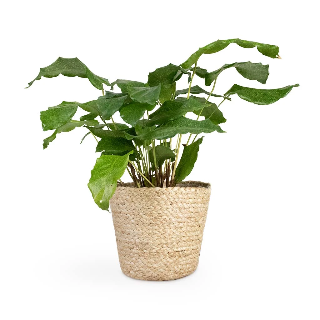 Calathea Musaica Network - Image 9
