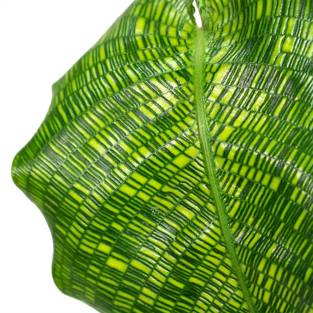 Calathea Musaica Network - Image 2
