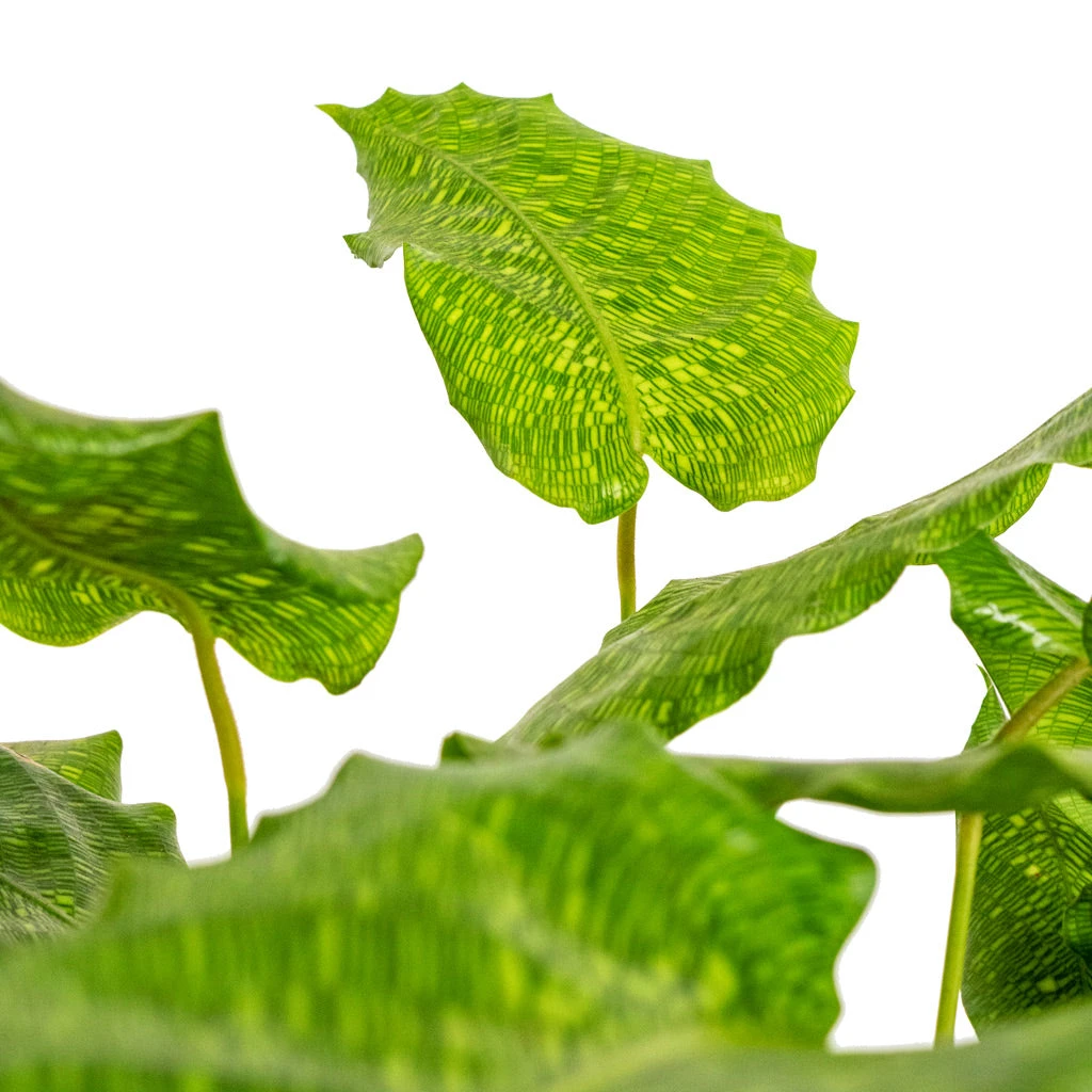 Calathea Musaica Network - Image 4