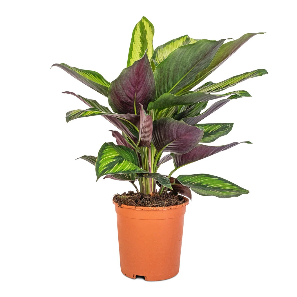 Calathea Ornata Beauty Star - Image 3