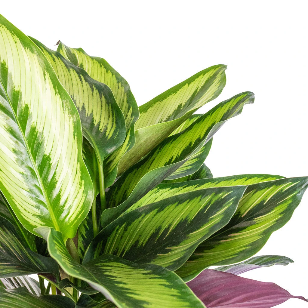 Calathea Ornata Beauty Star - Image 2