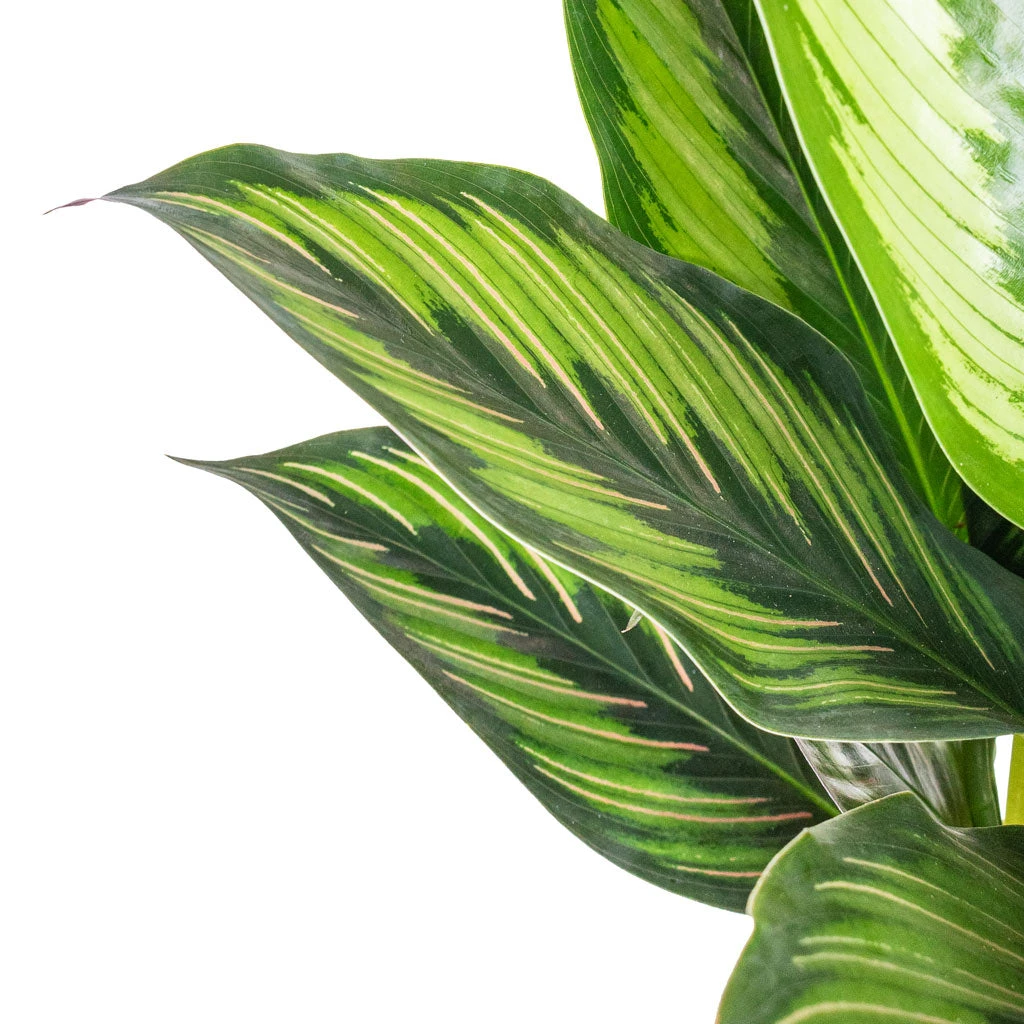 Calathea Ornata Beauty Star - Image 4