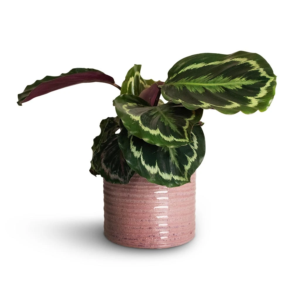 Calathea Roseopicta Medallion - Image 9