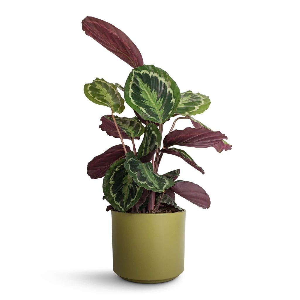 Calathea Roseopicta Medallion - Image 6