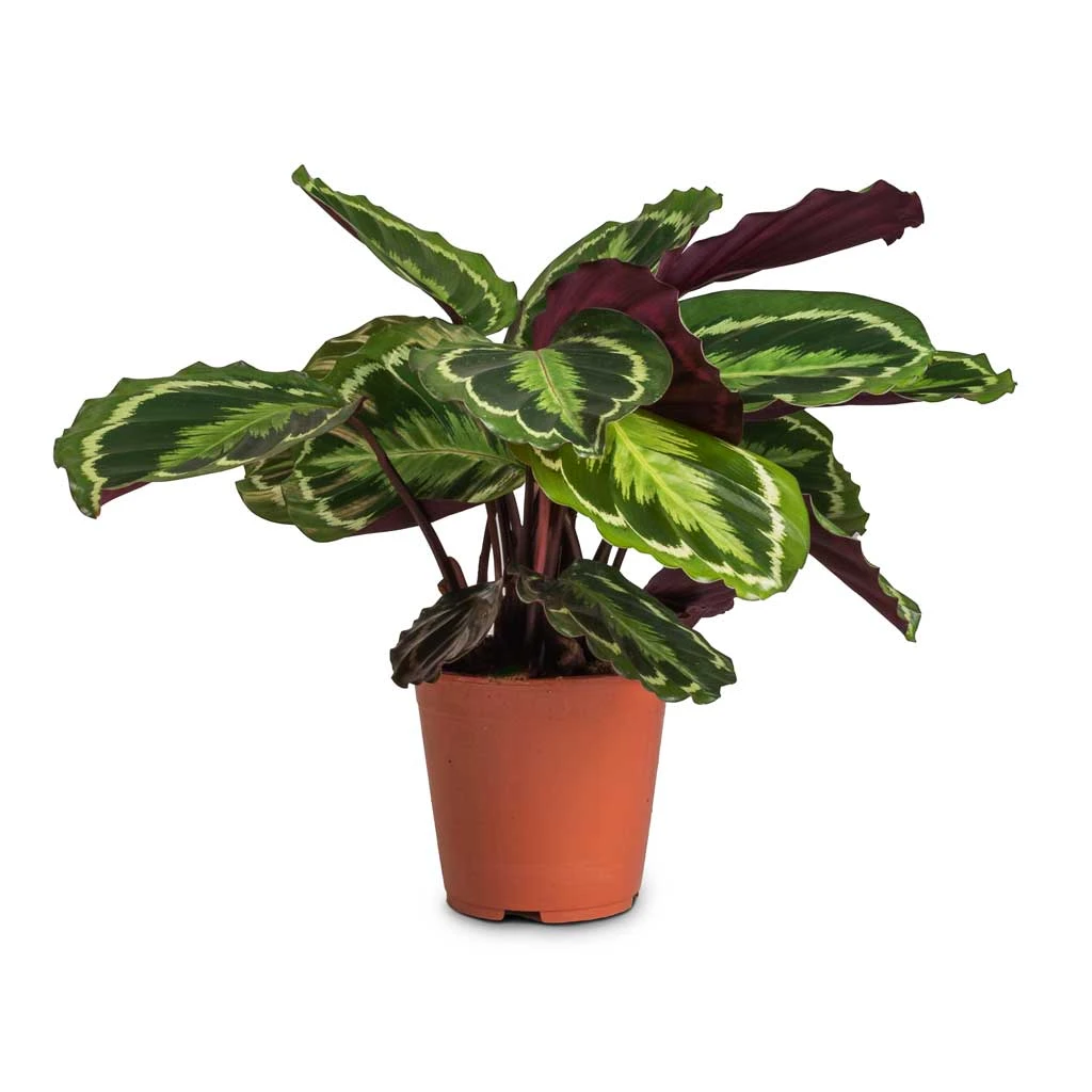 Calathea Roseopicta Medallion - Image 3