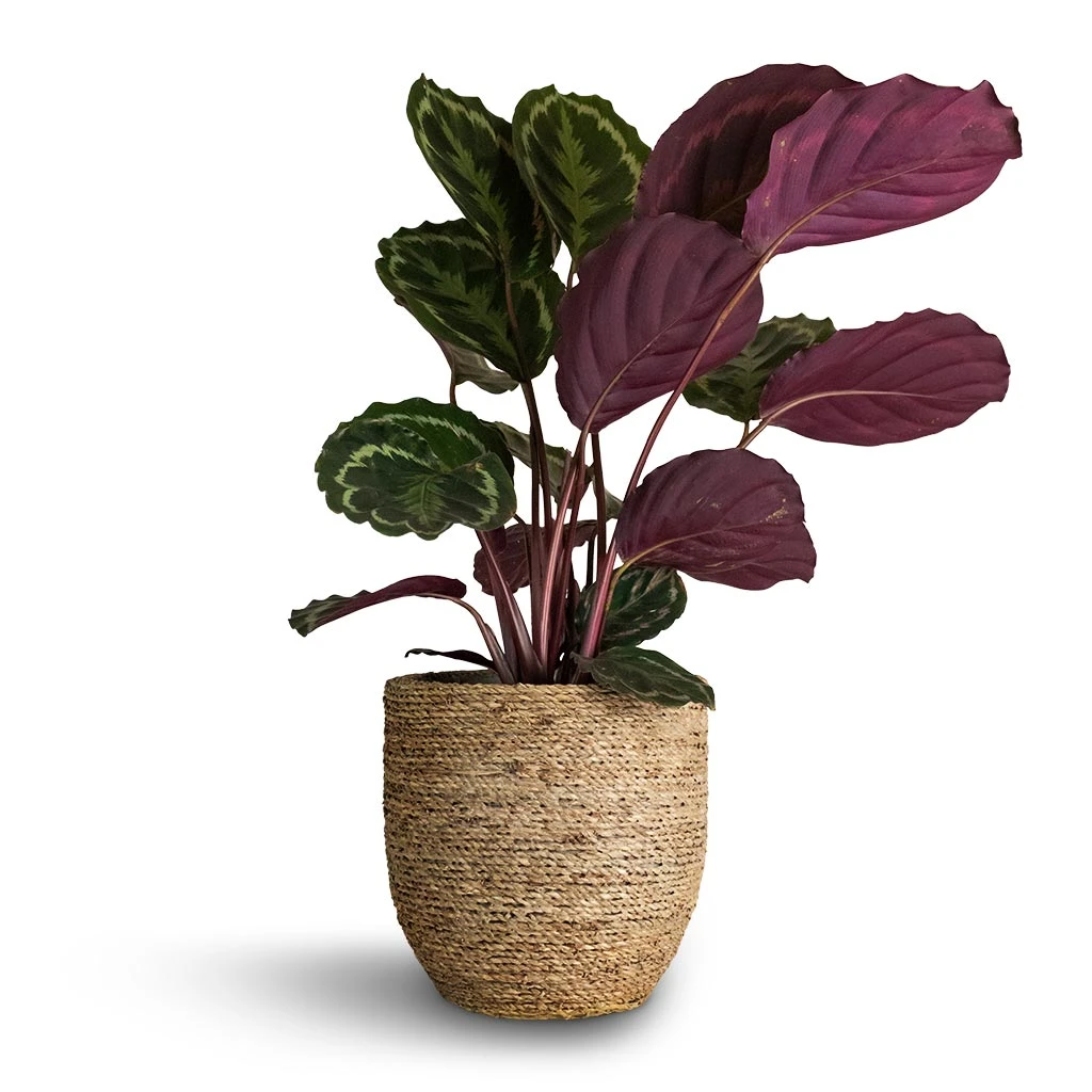 Calathea Roseopicta Medallion - Image 8