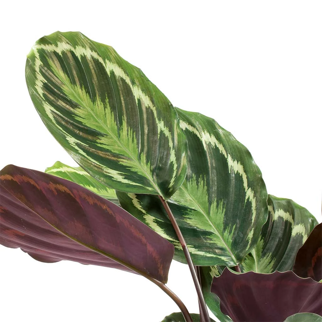 Calathea Roseopicta Medallion - Image 2