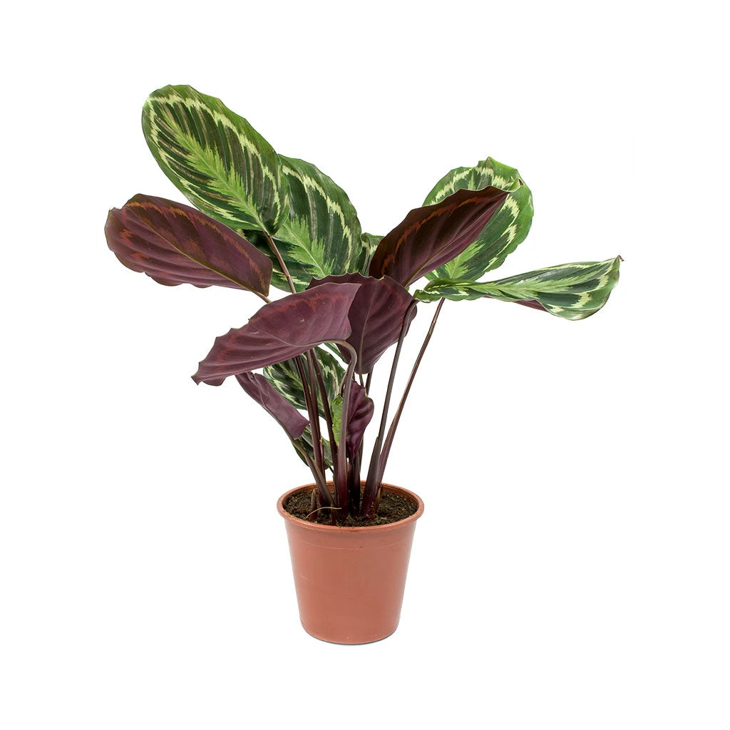 Calathea Roseopicta Medallion - Image 5