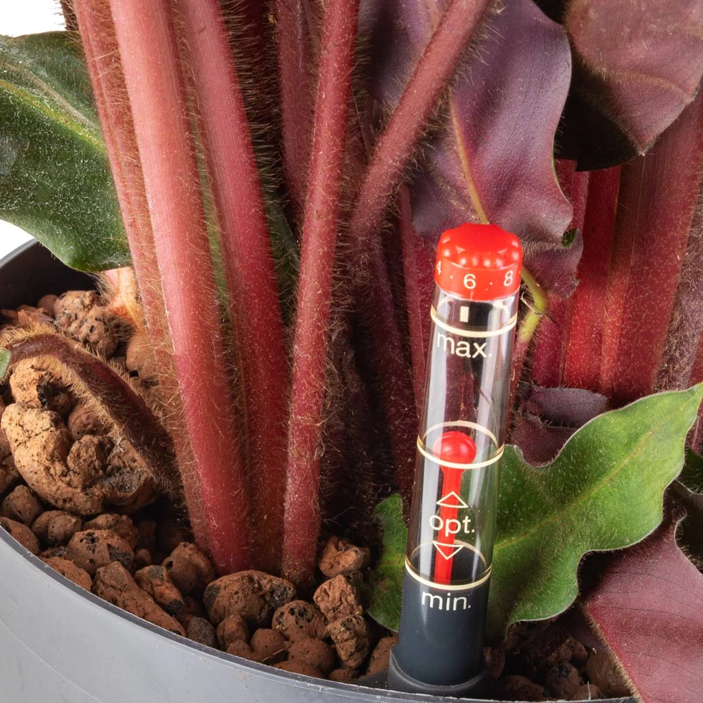 Calathea Rufibarba - Velvet Calathea - HydroCare - Image 2