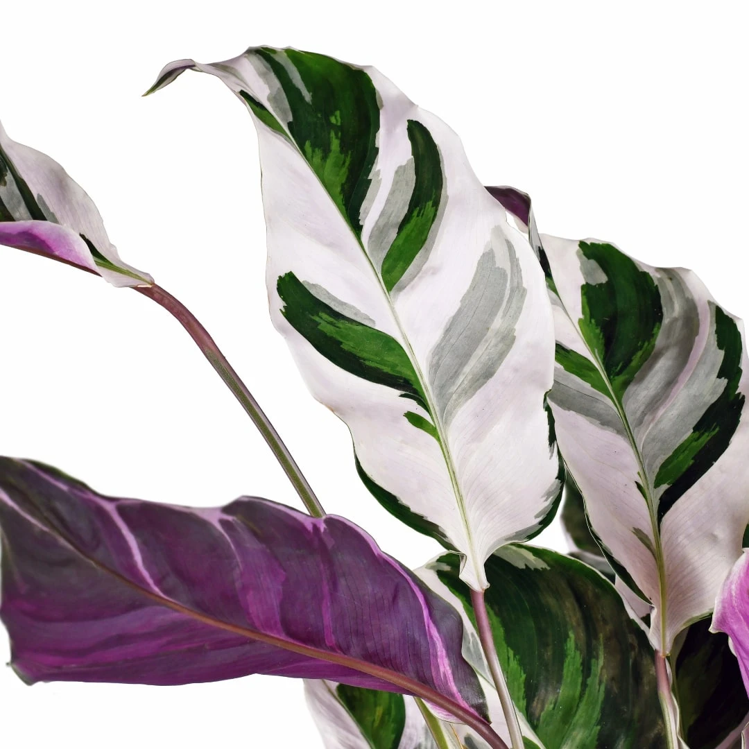 Calathea Fusion White - Image 2