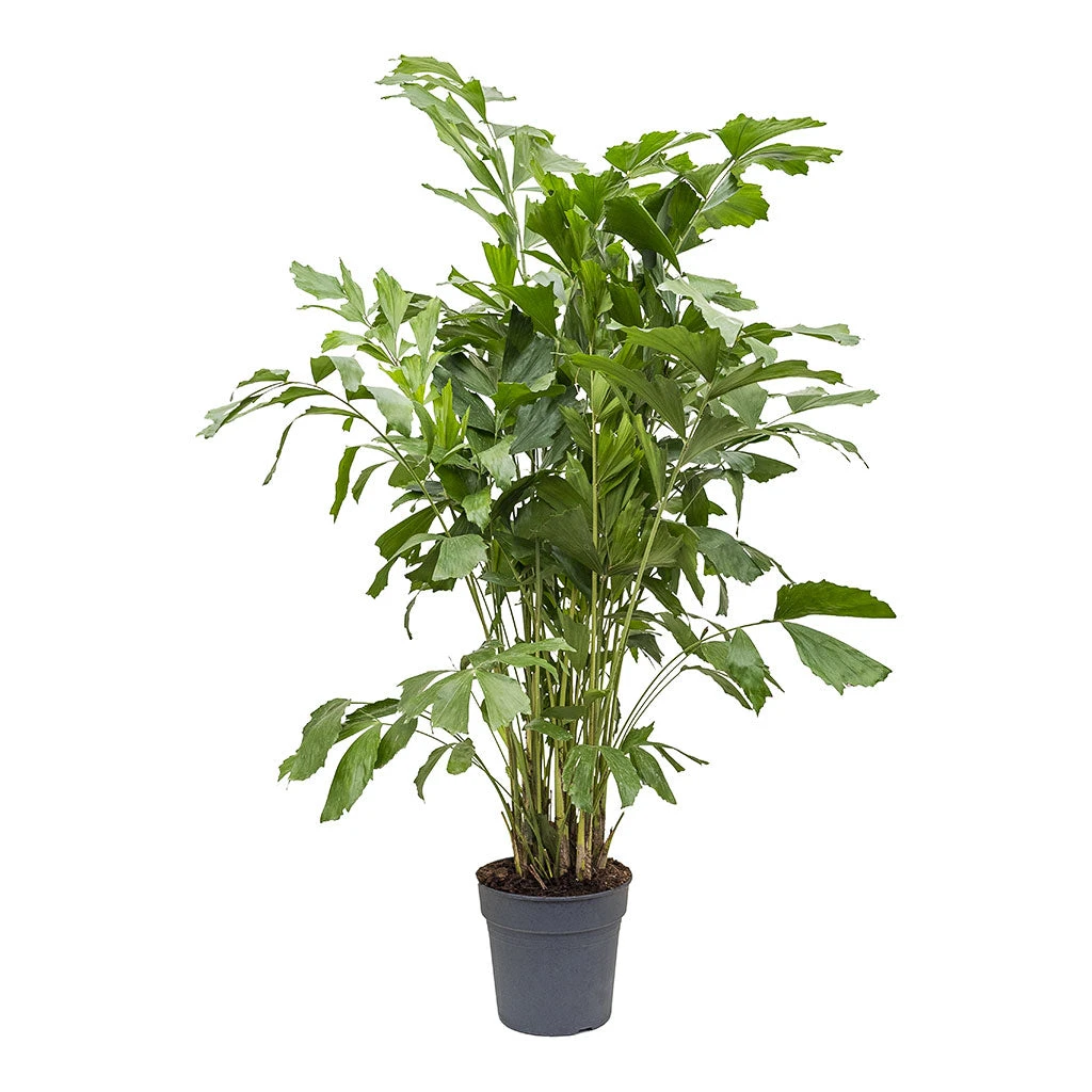 Caryota Mitis - Fish Tail Palm - Image 5