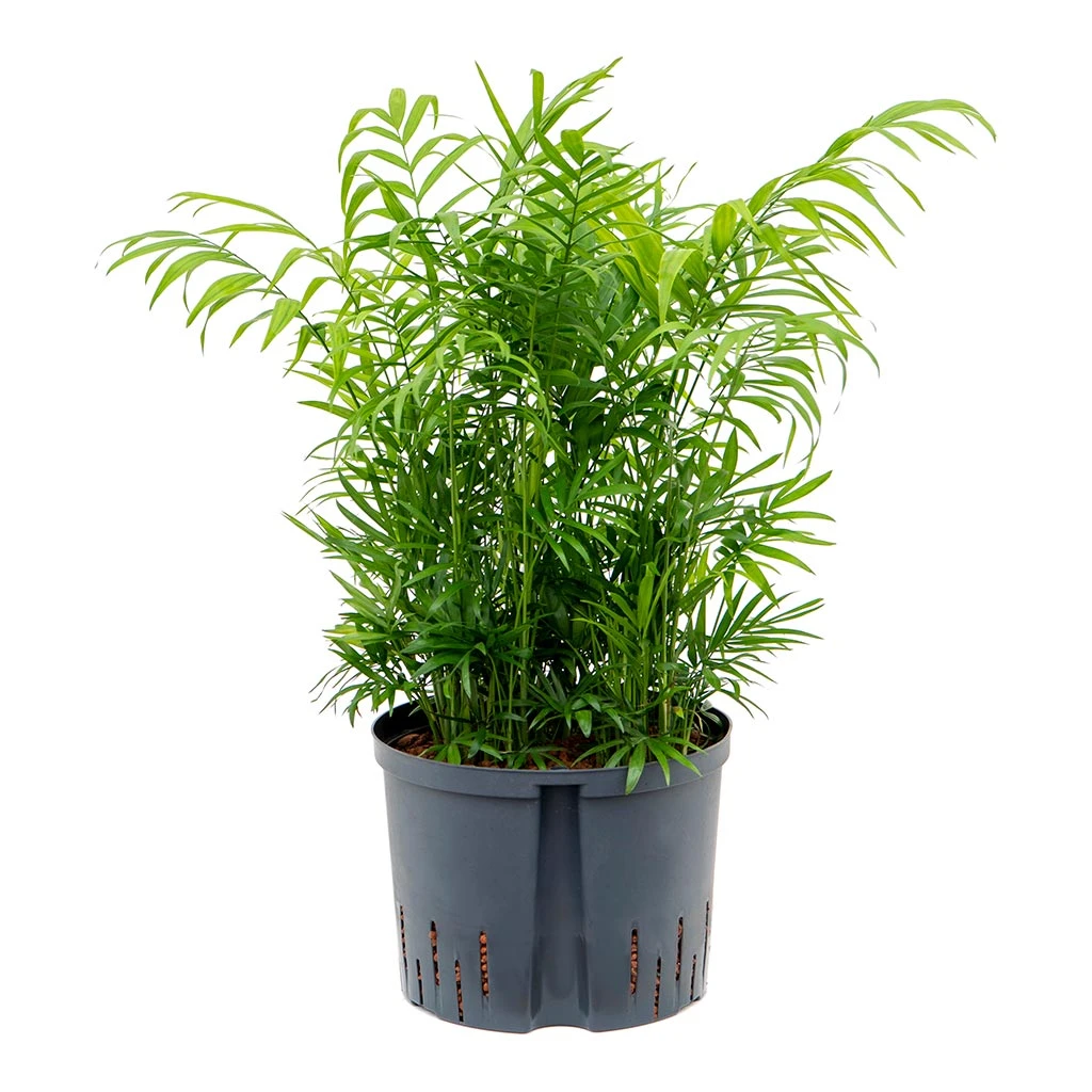 Chamaedorea Elegans - Parlour Palm - HydroCare - Image 5