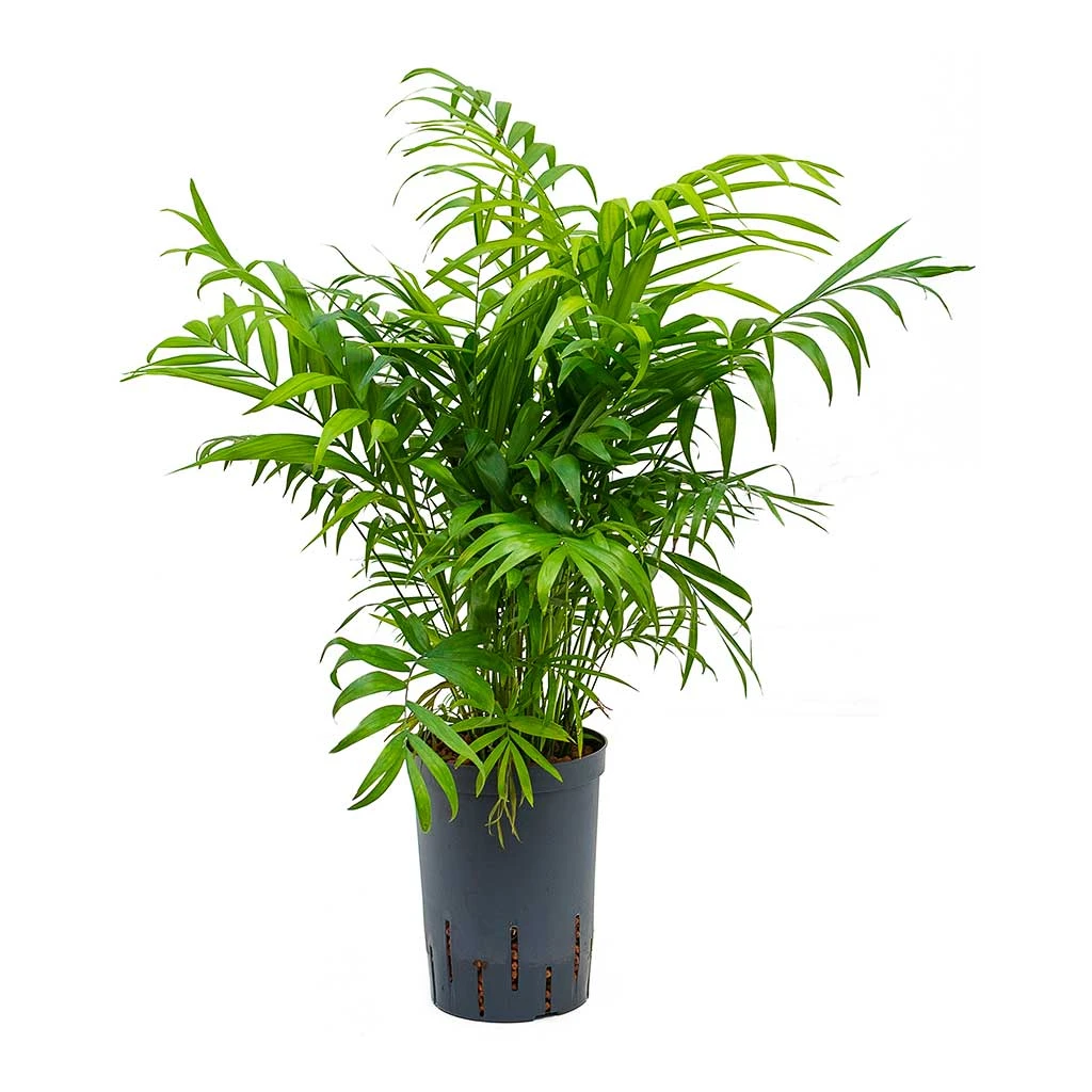 Chamaedorea Elegans - Parlour Palm - HydroCare - Image 4