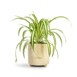 Chlorophytum Vittatum - Spider Plant