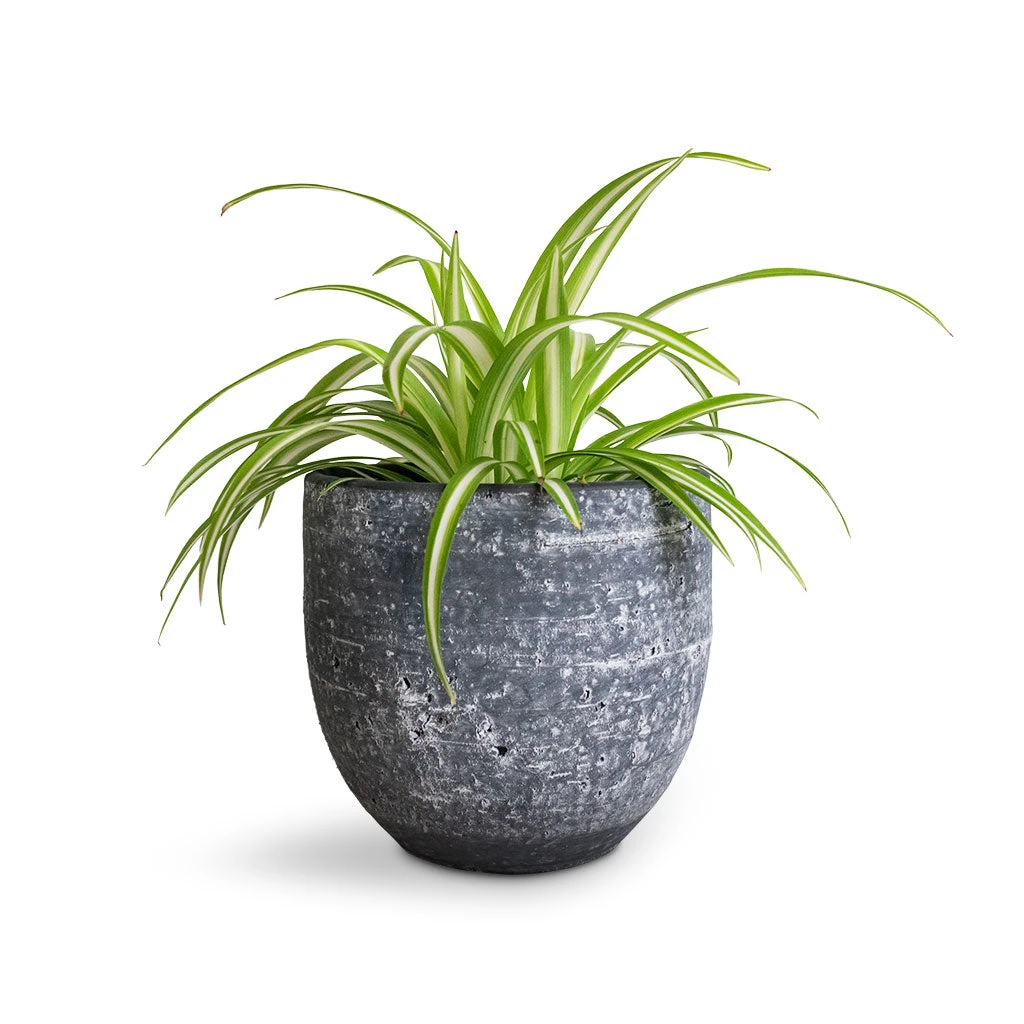 Chlorophytum Vittatum - Spider Plant - Image 5
