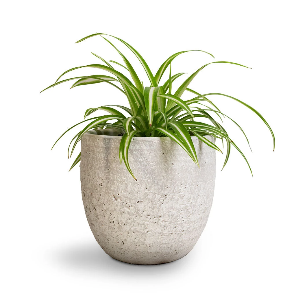 Chlorophytum Vittatum - Spider Plant - Image 3