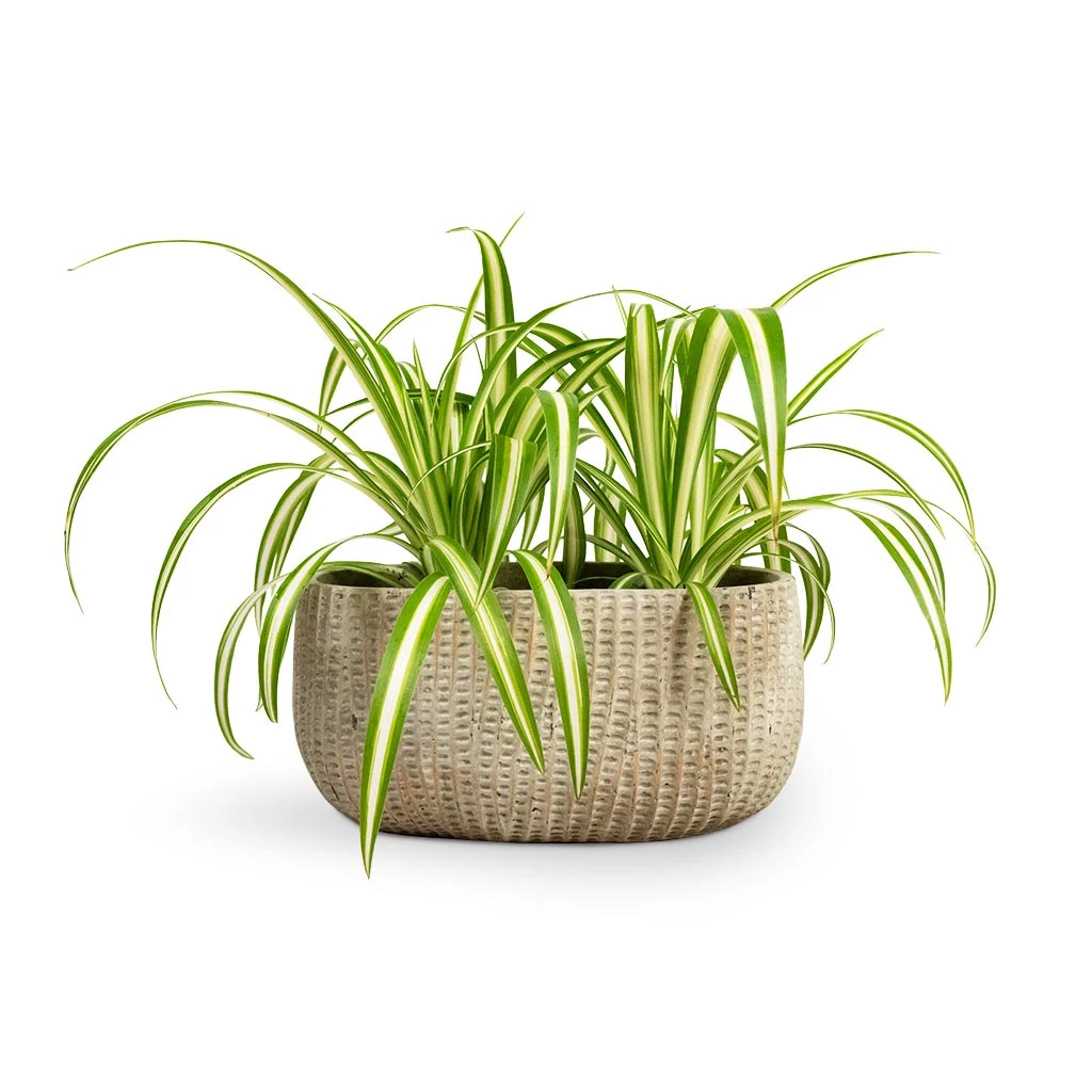 Chlorophytum Vittatum - Spider Plant - Image 8