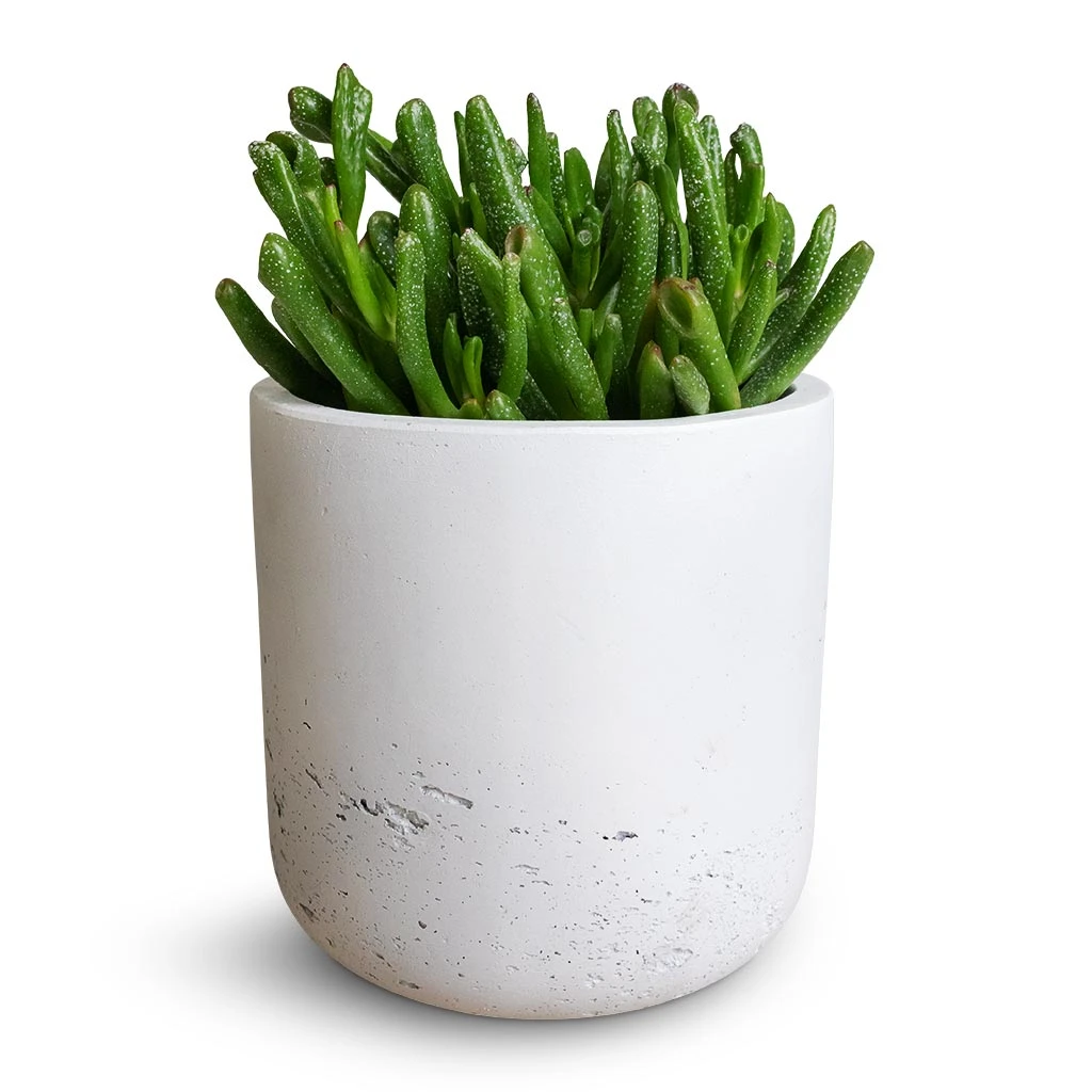 Crassula Ovata Gollum - Jade Plant - Image 8
