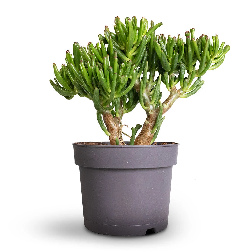 Crassula Ovata Gollum - Jade Plant - Image 4