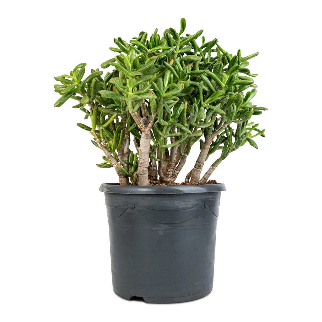 Crassula Ovata Gollum - Jade Plant - Image 6
