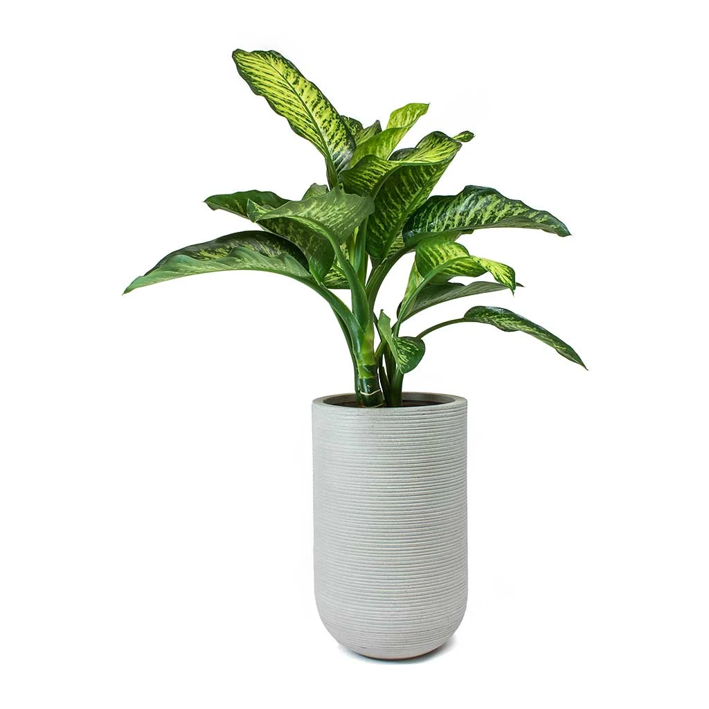 Cody Plant Vase - Ridged Cement - Image 10