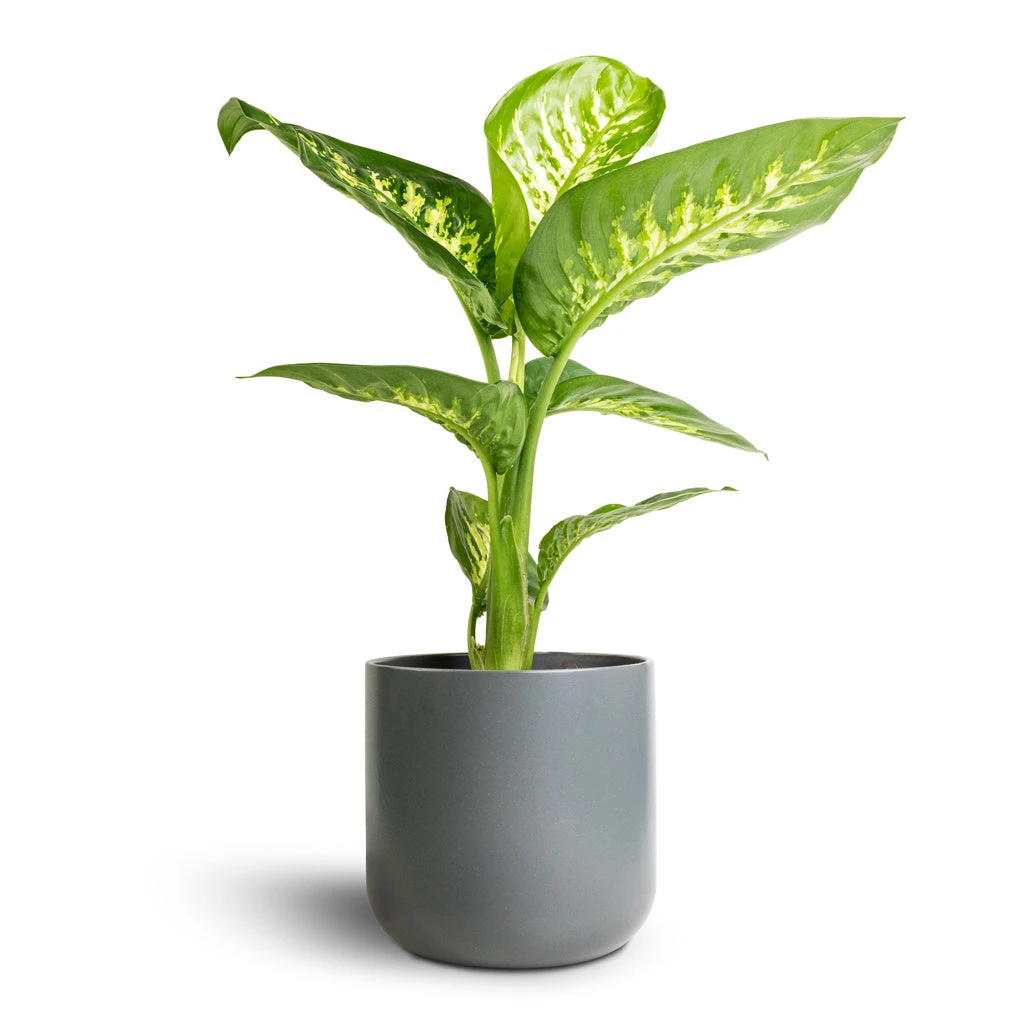 Dieffenbachia Seguine Tropic Snow - Dumb Cane - Image 4