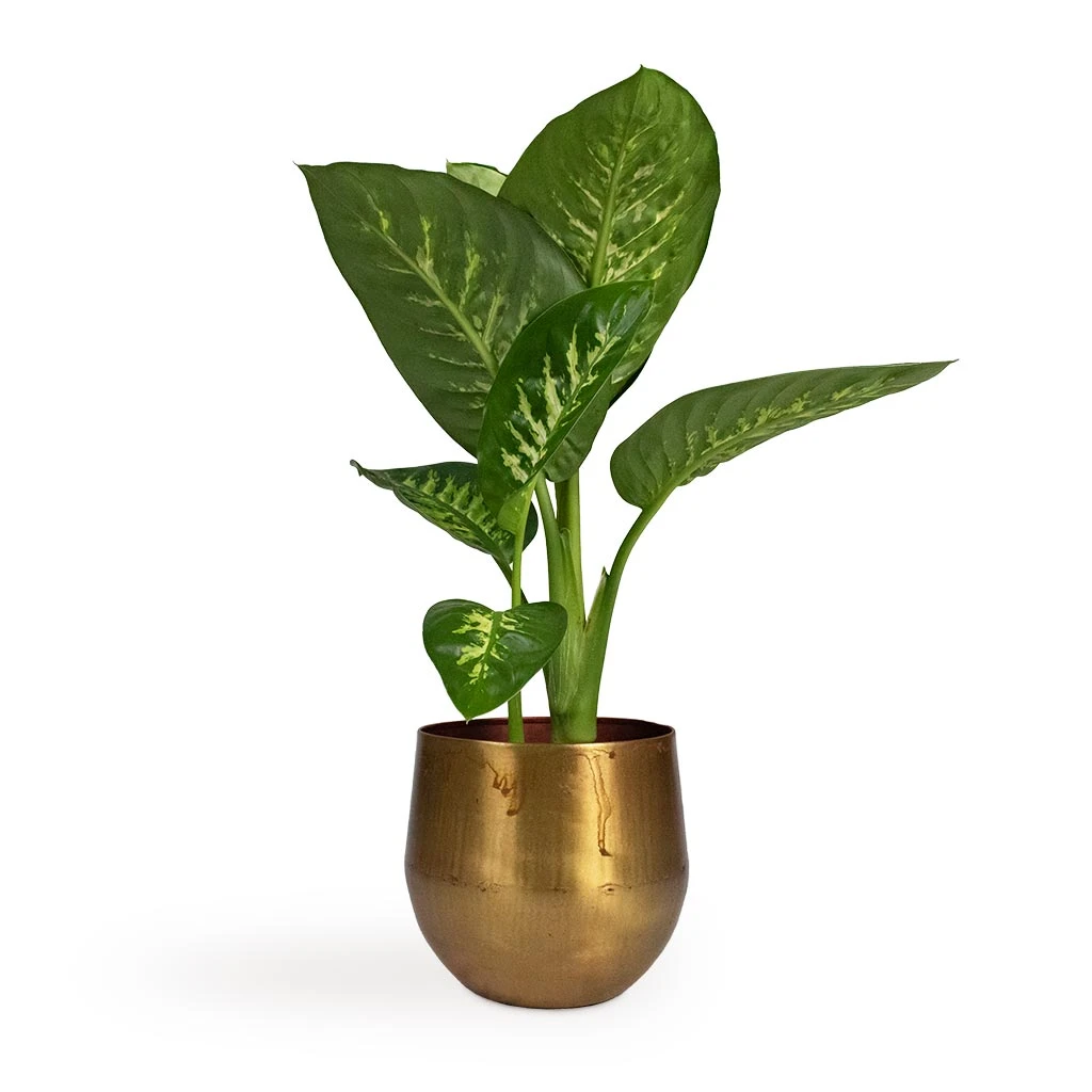 Dieffenbachia Seguine Tropic Snow - Dumb Cane - Image 8