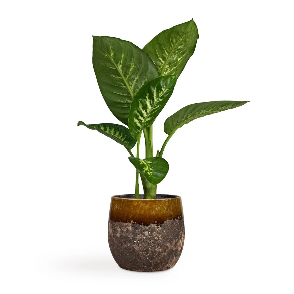 Dieffenbachia Seguine Tropic Snow - Dumb Cane - Image 7
