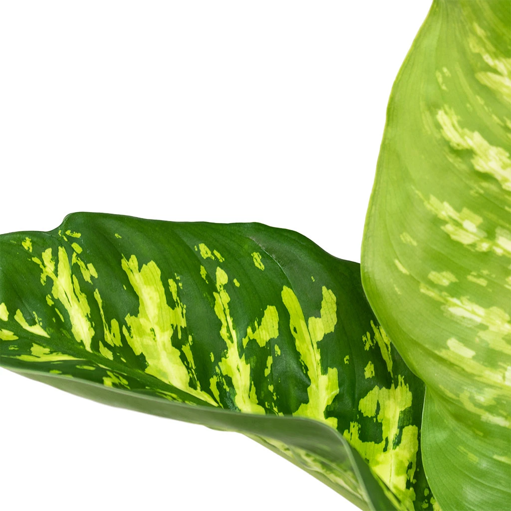 Dieffenbachia Seguine Tropic Snow - Dumb Cane - Image 2