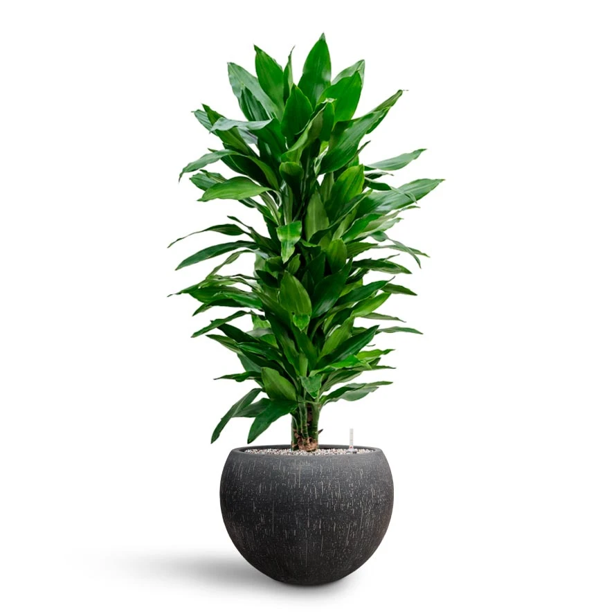Dracaena Janet Lind - Branched - HydroCare - Image 5