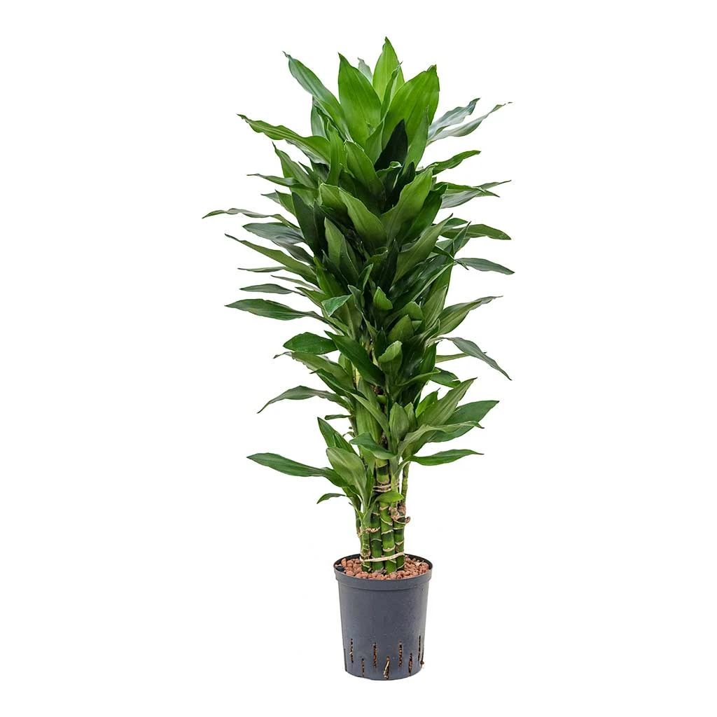 Dracaena Janet Lind - Branched - HydroCare - Image 4