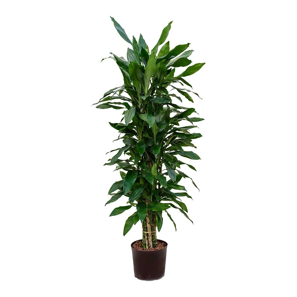 Dracaena Janet Lind - Branched - HydroCare