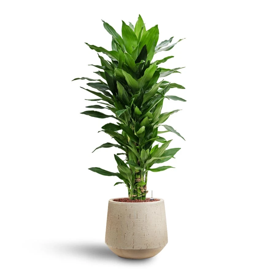 Dracaena Janet Lind - Branched - HydroCare - Image 3