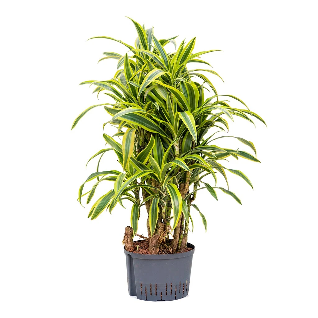 Dracaena Lemon Lime - Branched - HydroCare - Image 3