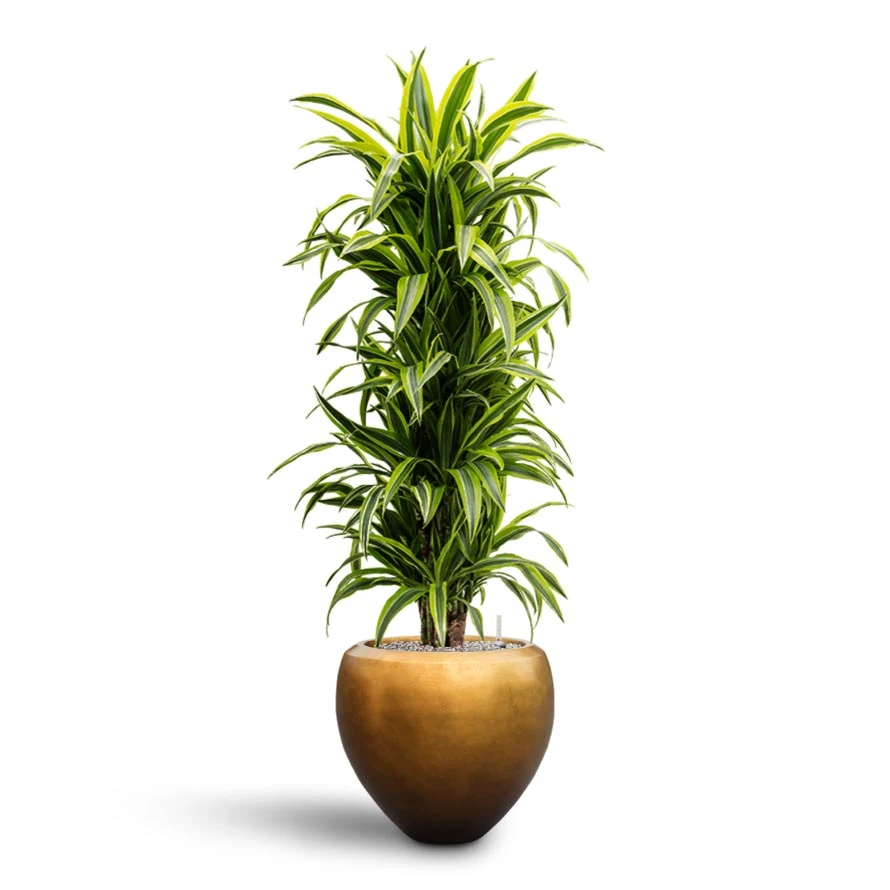 Dracaena Lemon Lime - Branched - HydroCare - Image 2