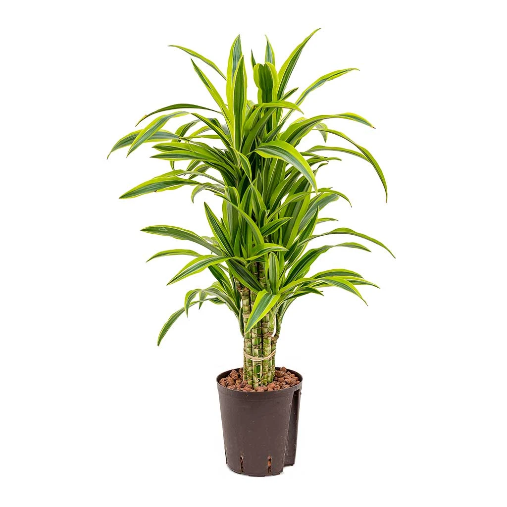 Dracaena Lemon Lime - Branched - HydroCare