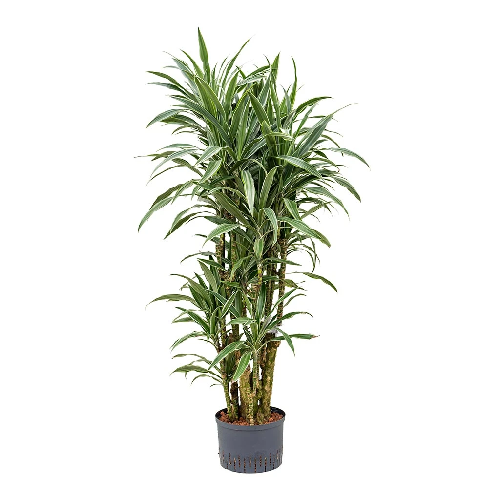Dracaena Warneckii - Branched - HydroCare - Image 4